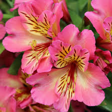 Alstroemeria SUNSHINE