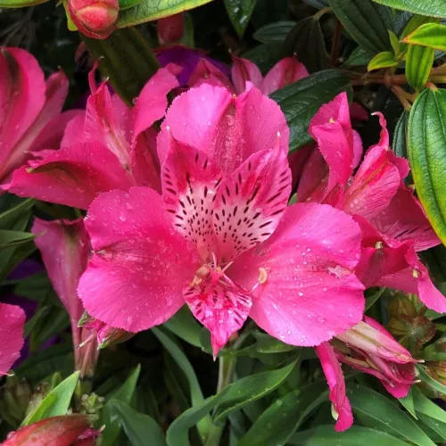 Alstroemeria VALETTA
