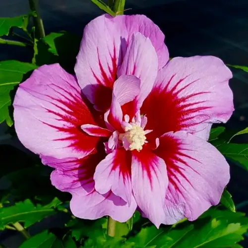 Hibiskus PURPLE PILLAR 