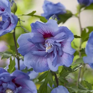 Hibiskus BLUE CHIFFON na pniu
