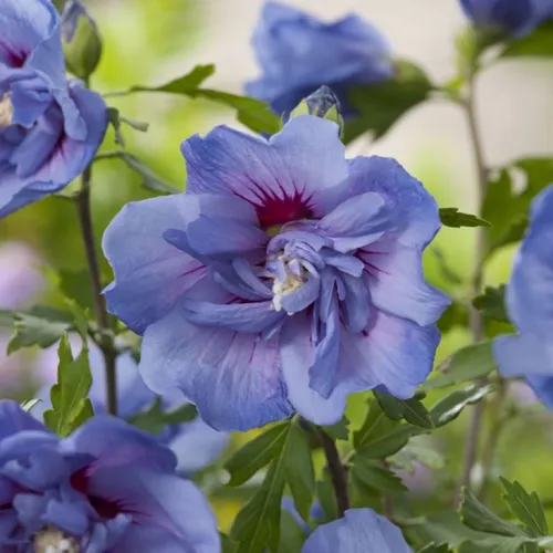 Hibiskus BLUE CHIFFON na pniu