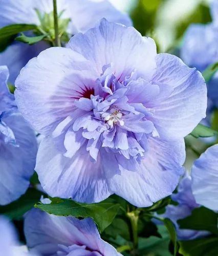 Hibiskus BLUE CHIFFON na pniu