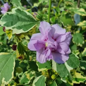 Hibiskus VAN GOGH na pniu