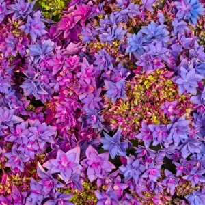 Hortensja Ogrodowa FRANCY BLUE