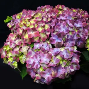 Hortensja Ogrodowa SWEET LIPS PURPLE