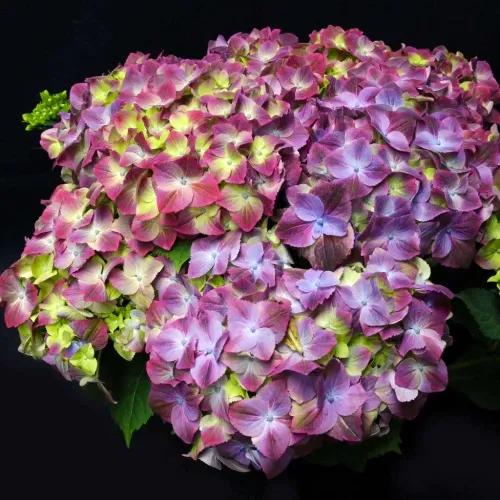 Hortensja Ogrodowa SWEET LIPS PURPLE