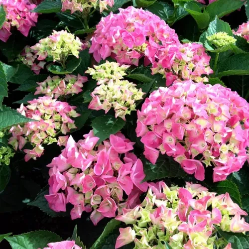 Hortensja Ogrodowa BALL PINK
