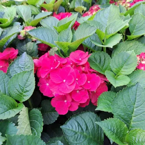 Hortensja Ogrodowa SPEEDY RED IMPROVED 
