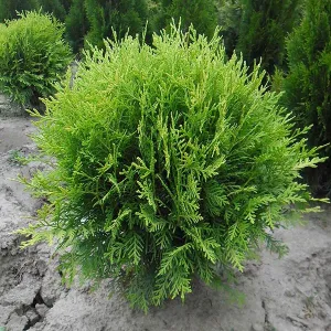 Thuja GLOBOSA 