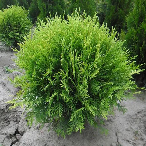 Thuja GLOBOSA 