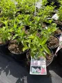 Hortensja bukietowa LIVING PINK&ROSE