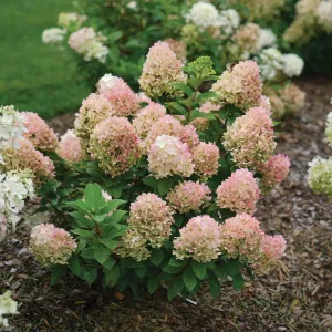 Hortensja bukietowa LITTLE LIME PUNCH 