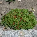 Rozchodnik CORAL CARPET