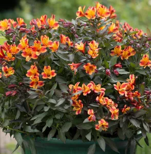 Alstroemeria Indian Summer