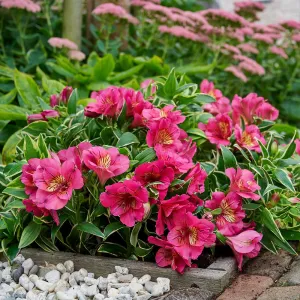 Alstroemeria RIVER VALLEY