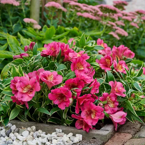 Alstroemeria RIVER VALLEY