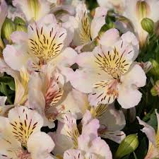 Alstroemeria TIMES VALLEY