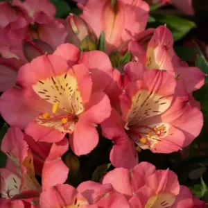Alstroemeria VALLEY GIRL