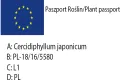 GRUJECZNIK japoński