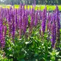 Szałwia omszona SENSATION COMPACT VIOLET