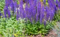 Szałwia omszona SENSATION COMPACT VIOLET