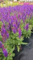 Szałwia omszona SENSATION COMPACT VIOLET