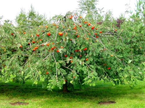 JARZĘBINA Pendula Jarząb płaczący