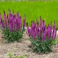 Szałwia omszona MIDNIGHT ROSE