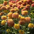 Rudbekia SUGAR SHAKE