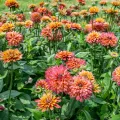 Rudbekia SUGAR SHAKE