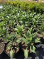 Rudbekia SUGAR SHAKE