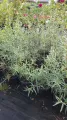 Rudbekia FRUGANA