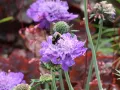DRAKIEW MARIPOSA BLUE