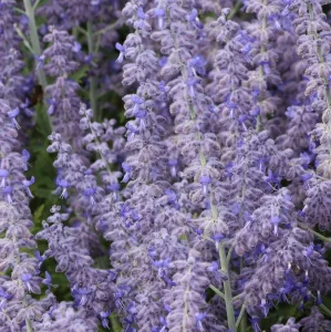Perovskia łobodolistna LACEY BLUE 