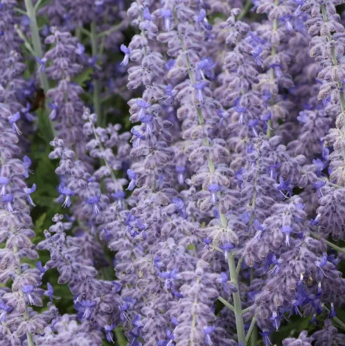 Perovskia łobodolistna LACEY BLUE 