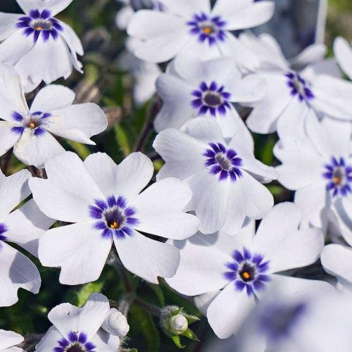 Floks Szydlasty BAVARIA