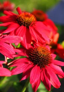 Jeżówka GLOWING DREAM