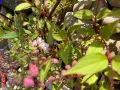 Żylistek YUKI CHERRY BLOSSOM