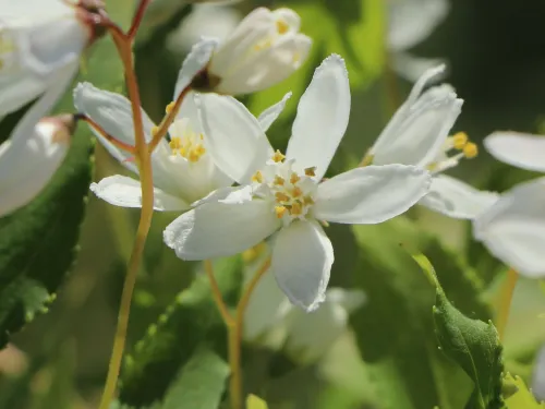 Żylistek YUKI SNOWFLAKE