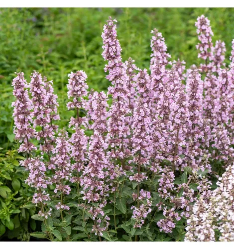 Kocimiętka SERENE WILD ORCHID