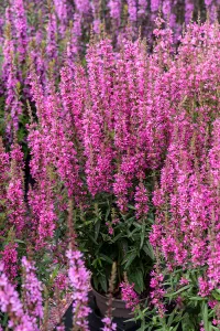 Krwawnica HOT PINK