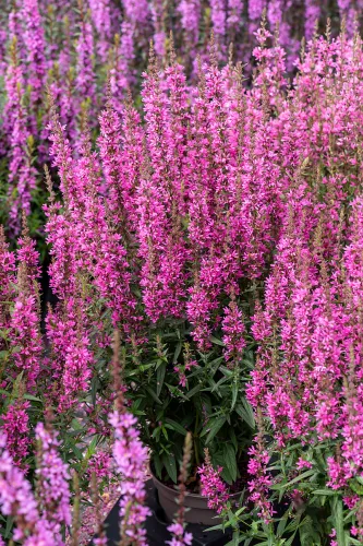 Krwawnica HOT PINK