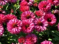 Jeżówka sunseekers SWEET FUCHSIA