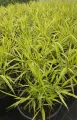 Trawa Hakonechloa MULLED WINE