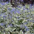 Brunnera VARIEGATA