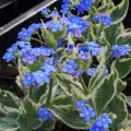 Brunnera VARIEGATA