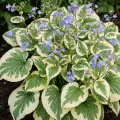 Brunnera VARIEGATA