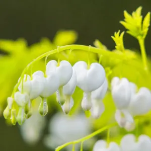 Serduszka WHITE GOLD