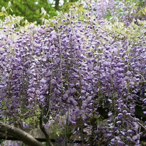 Wisteria Formosa ISSAI