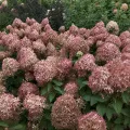 Hortensja PIXIO